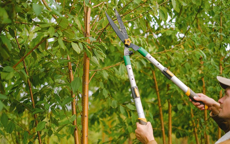 Tree trimming in Franklinville, NY